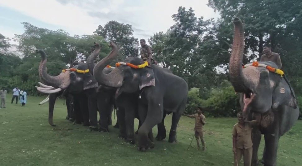 Theppakadu Elephant Camp, Nilgiris, Tamil Nadu - Vushii.com Theppakadu Elephant Camp, Nilgiris, Tamil Nadu - Vushii.com